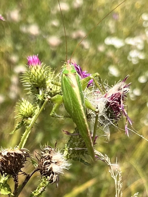 Tettigonia viridissima - zöld lombszöcske