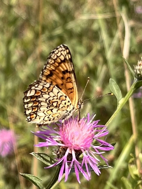Melitaea phoebe - nagy tarkalepke