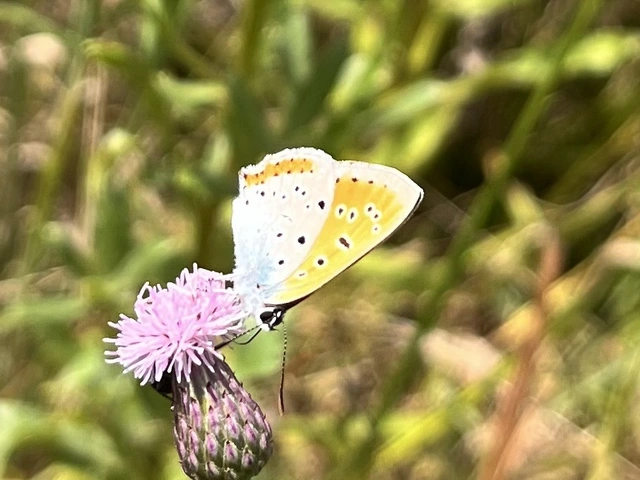 Lycaena dispar rutilus - nagy tűzlepke