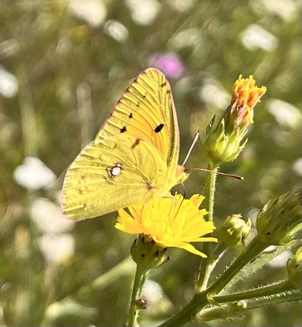 Colias croceus - sáfránylepke