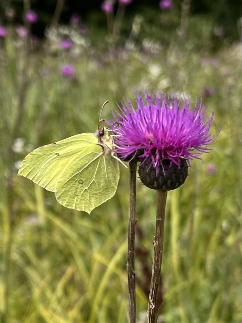 Gonepteryx rhamni - citromlepke