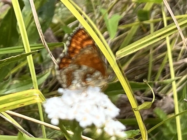 Melitaea athalia - közönséges tarkalepke