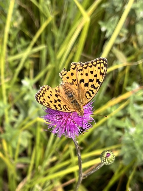 Argynnis adippe - ezüstös gyöngyházlepke