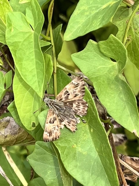Carcharodus alceae - mályva-busalepke