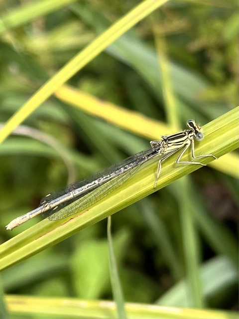 Platycnemis pennipes - széleslábú szitakötő