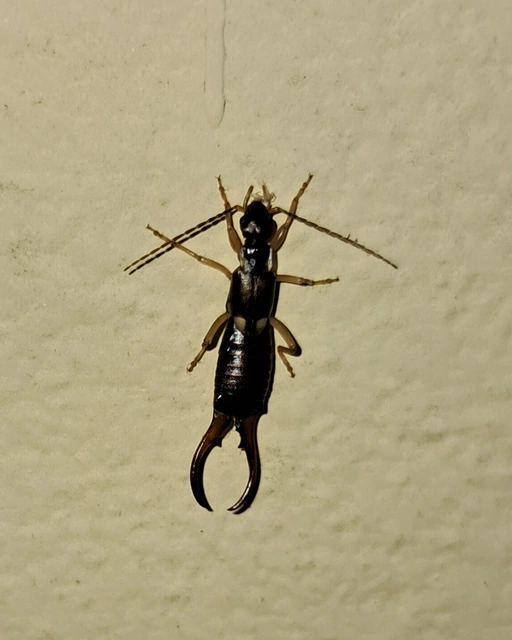 Forficula auricularia - közönséges fülbemászó
