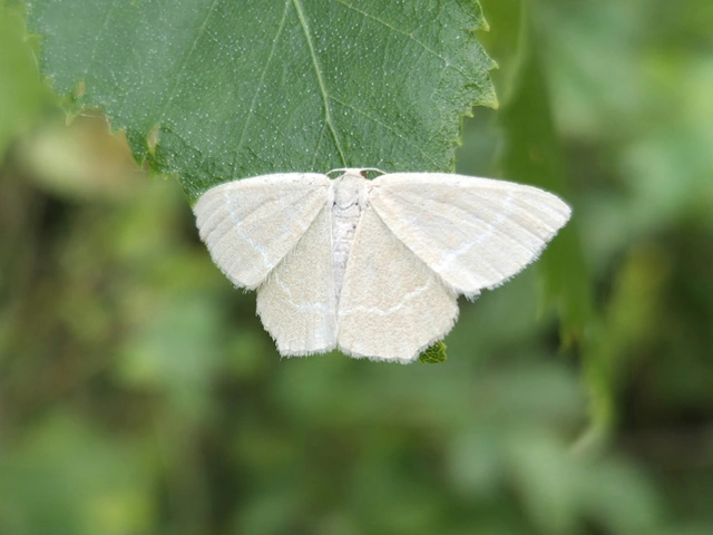 Chlorissa viridata/cloraria