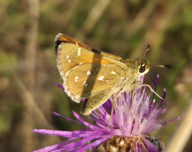 Hesperia comma - vesszős busalepke