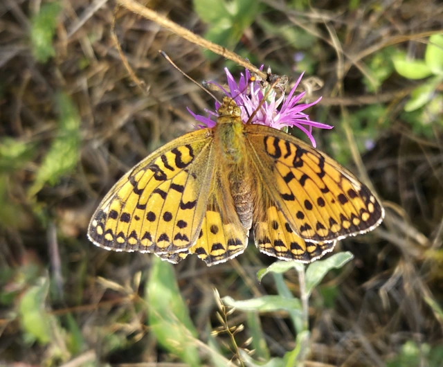 Argynnis aglaja - kerekfoltú gyöngyházlepke Argynnis aglaja - kerekfoltú gyöngyházlepke