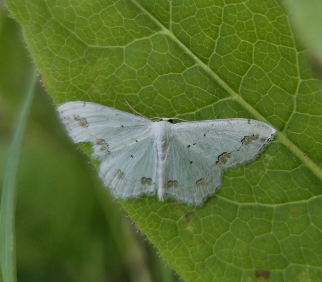 Scopula ornata - díszes fehéraraszoló