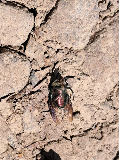Cetonia aurata - aranyos virágbogár