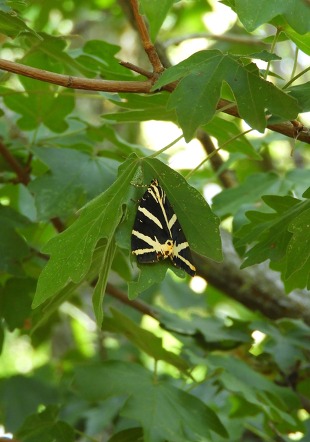 Euplagia quadripunctaria - csíkos medvelepke