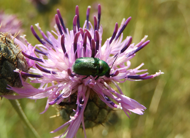 Cryptocephalus