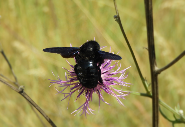 Xylocopa