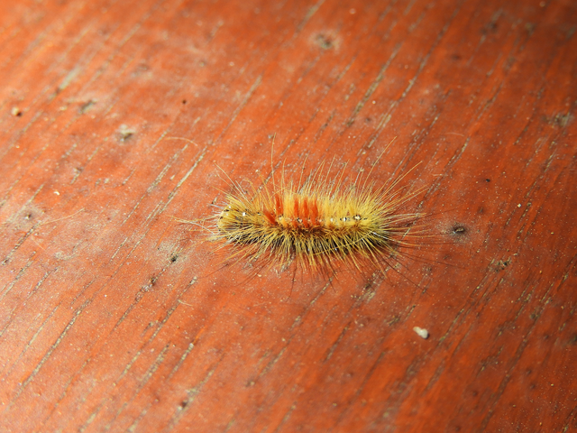 Acronicta aceris - vadgesztenye-szigonyosbagoly