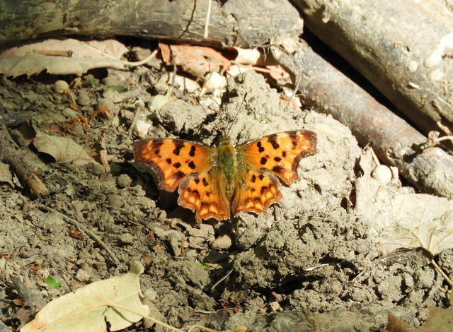 Nymphalis c-album - C-betűs lepke