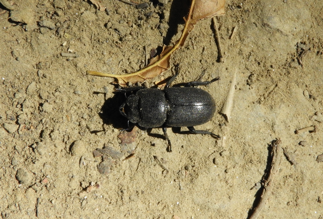 Dorcus parallelipipedus - kis szarvasbogár