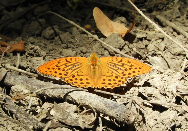 Argynnis paphia - nagy gyöngyházlepke