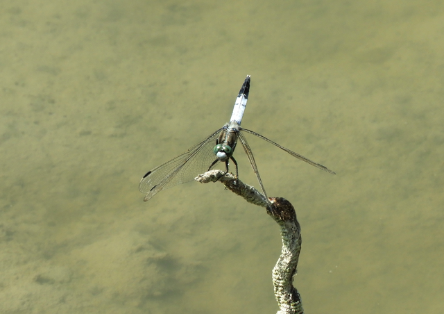 Orthetrum albistylum - fehérfarkú pásztorszitakötő