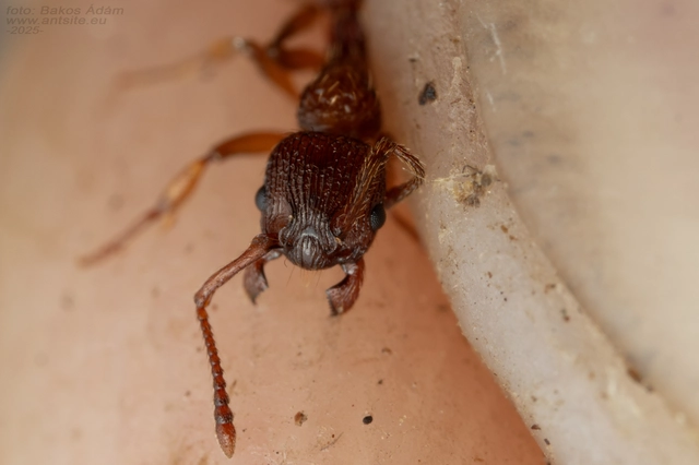 Myrmica sabuleti - gyakori bütyköshangya