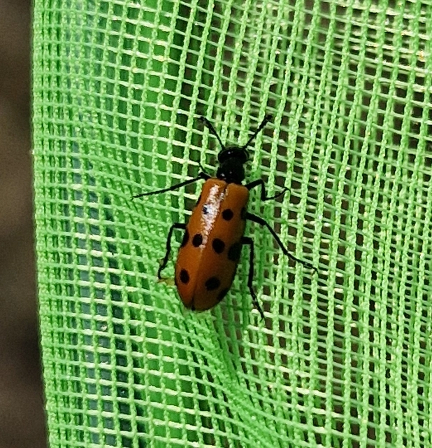 Mylabris crocata - pettyes hólyaghúzó Mylabris crocata - pettyes hólyaghúzó