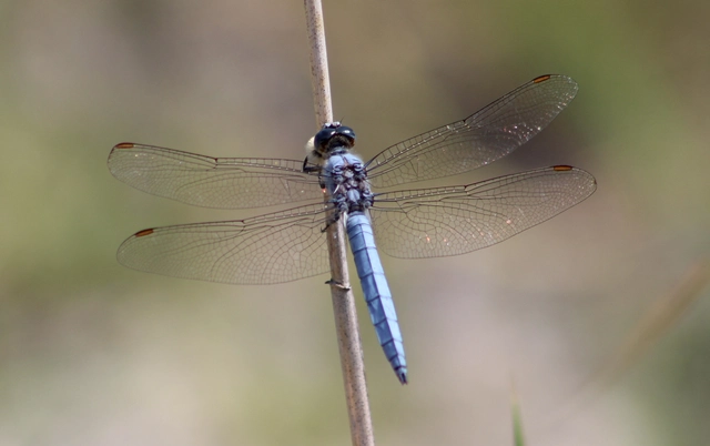 Orthetrum brunneum - pataki pásztorszitakötő