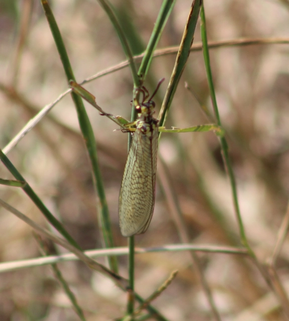 Myrmecaelurus trigrammus - hangyafarkas