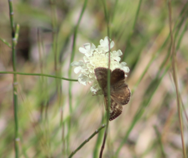 Erynnis tages - cigánylepke
