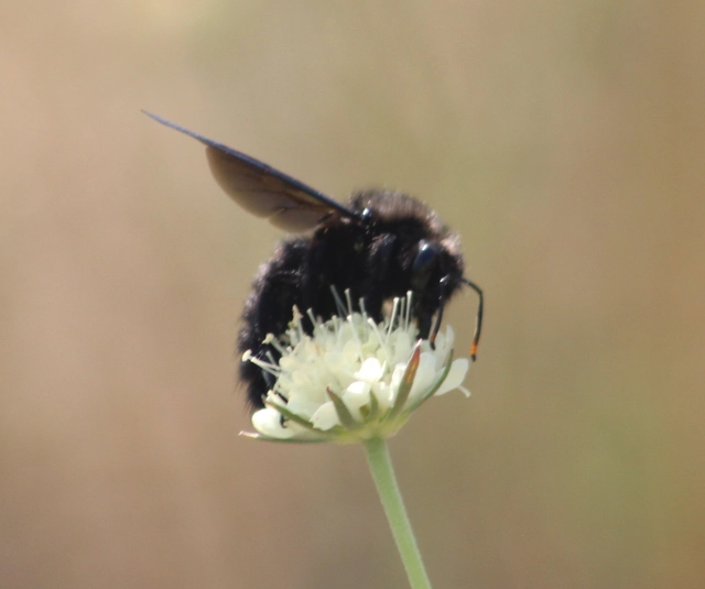 Xylocopa violacea - kék fadongó