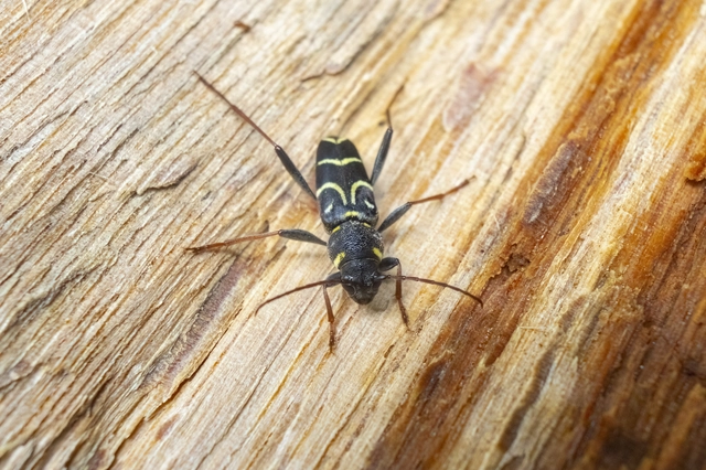 Xylotrechus antilope - fürge darázscincér