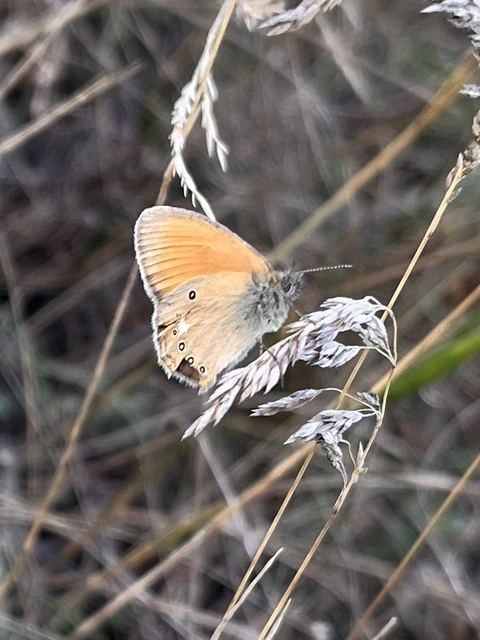 Coenonympha glycerion - közönséges szénalepke