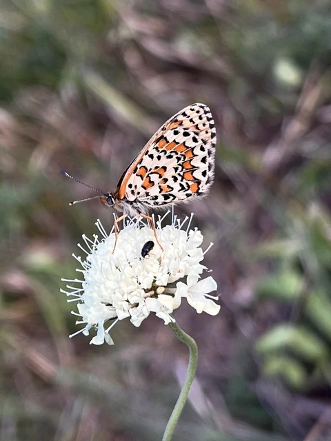 Melitaea trivia - kis tarkalepke