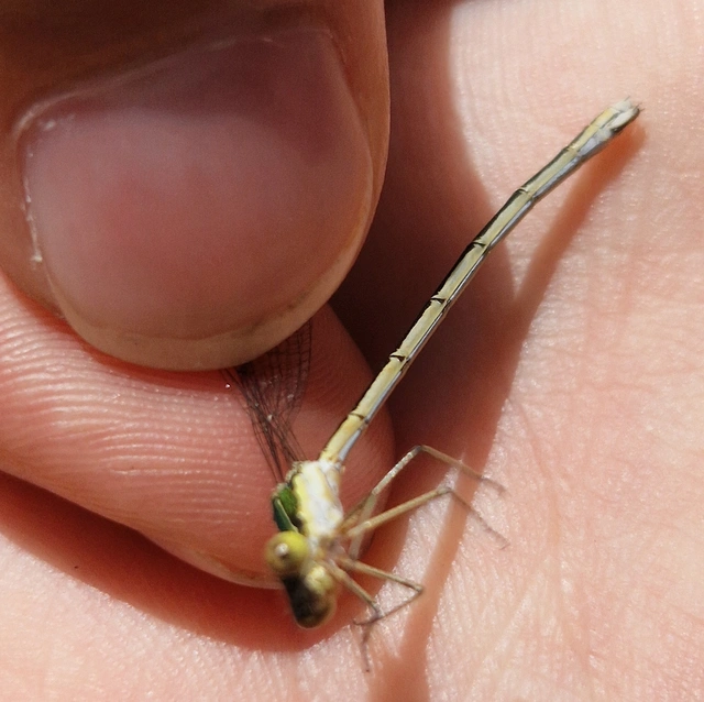 Lestes virens vestalis - kis rablószitakötő