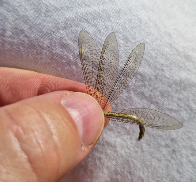 Myrmecaelurus trigrammus - hangyafarkas