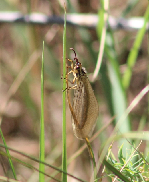 Myrmecaelurus trigrammus - hangyafarkas