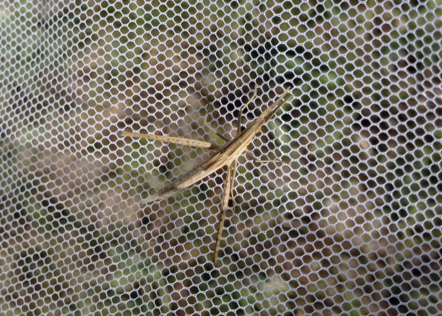 Acrida ungarica - sisakos sáska Acrida ungarica - sisakos sáska