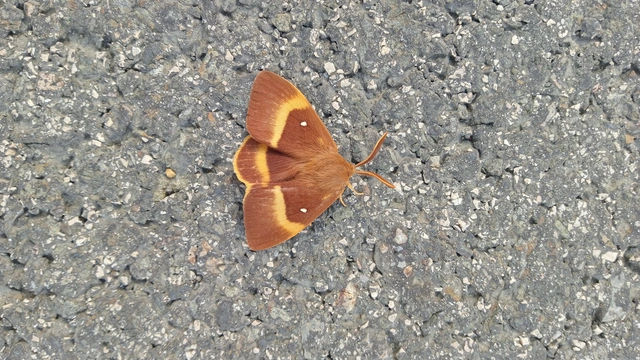 Lasiocampa quercus - tölgyfaszövő