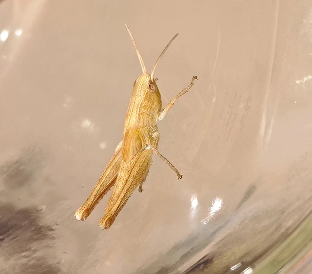 Chorthippus (Chorthippus) (subgenus)
