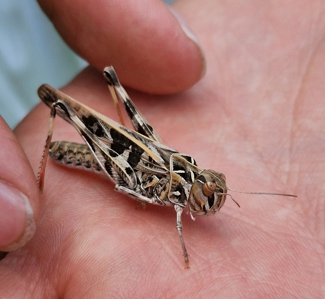 Oedaleus decorus - szalagos sáska
