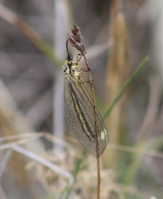 Myrmecaelurus trigrammus - hangyafarkas