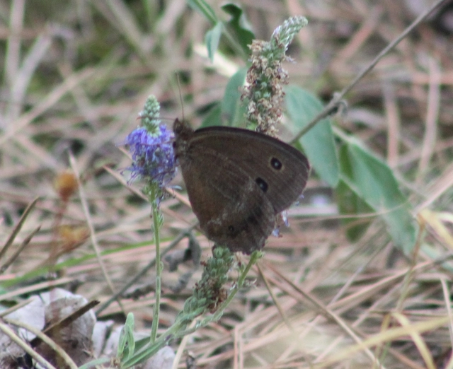 Minois dryas - fekete szemeslepke