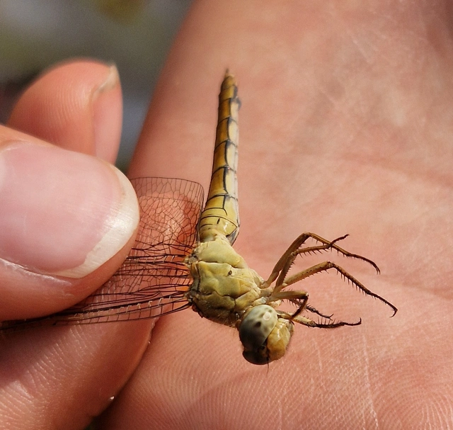Orthetrum coerulescens - karcsú pásztorszitakötő