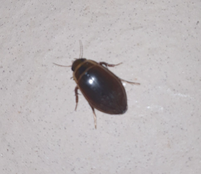 Dytiscus marginalis - szegélyes csíkbogár