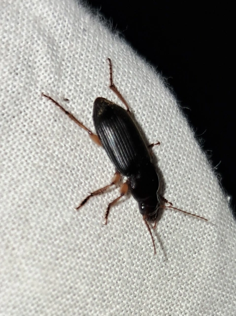 Harpalus rufipes - nagy selymesfutó