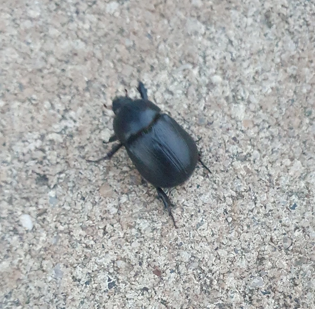 Pentodon idiota - butabogár