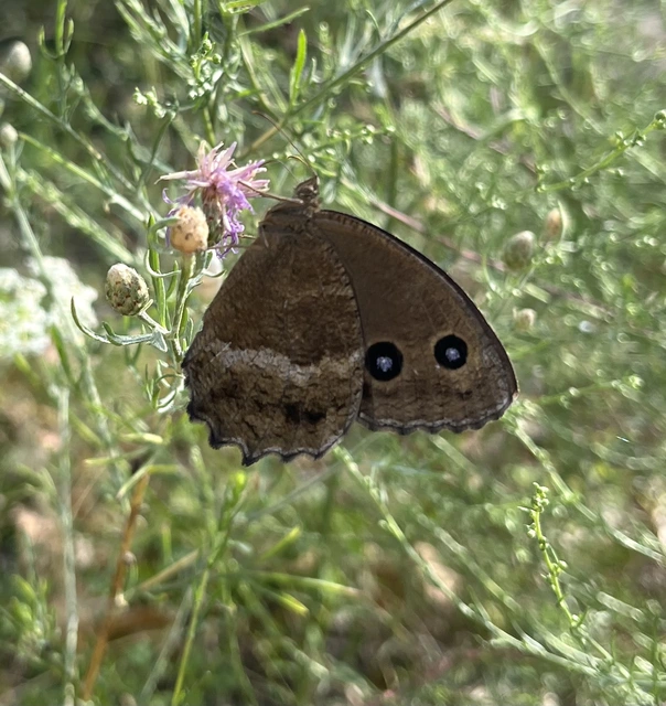 Minois dryas - fekete szemeslepke