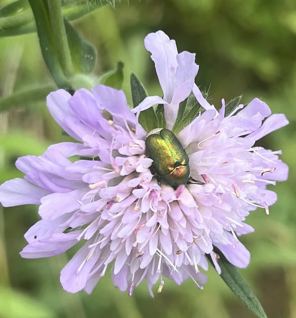 Cryptocephalus
