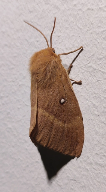 Lasiocampa quercus - tölgyfaszövő