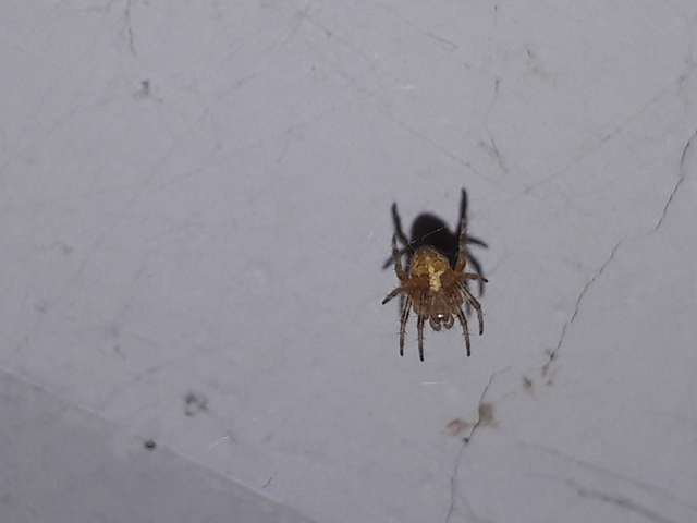Araneus diadematus - koronás keresztespók