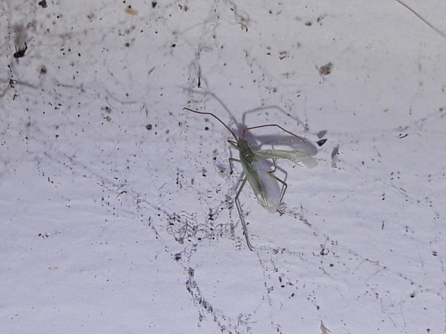 Trigonotylus